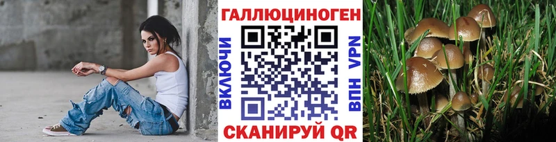 Купить где  Куртамыш  Галлюциногенные грибы Psilocybe 